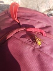 Leptoglossus occidentalis