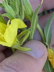 Oenothera parviflora