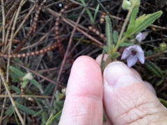 Thomasia petalocalyx