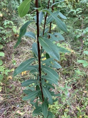 Spiraea alba