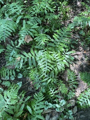 Woodwardia areolata