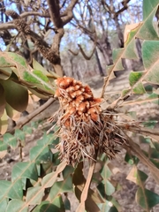 Banksia grandis