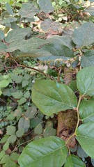 Gaultheria shallon
