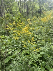 Solidago gigantea