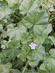 Malva neglecta