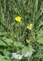 Ranunculus acris