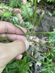Woodwardia areolata