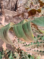 Banksia grandis