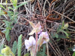 Thomasia petalocalyx