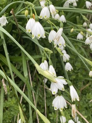 Leucojum aestivum