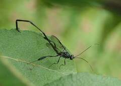 Pelecinus polyturator