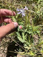 Lactuca pulchella
