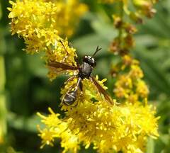 Physocephala furcillata