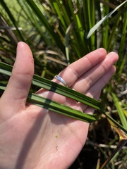 Schoenoplectus americanus