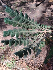 Banksia grandis