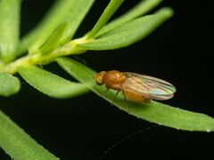 Lauxaniidae