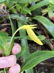 Columnea