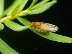 Lauxaniidae