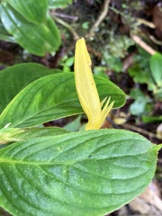 Columnea