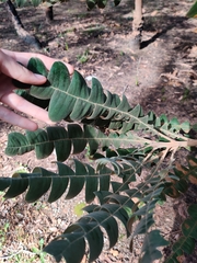 Banksia grandis