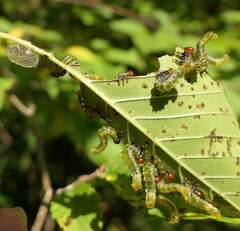 Symphyta