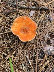 Turbinellus floccosus