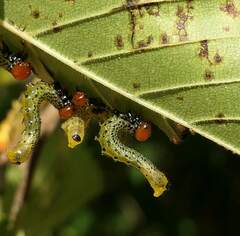 Symphyta