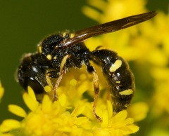 Ectemnius stirpicola