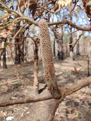 Banksia grandis