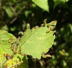 Symphyta