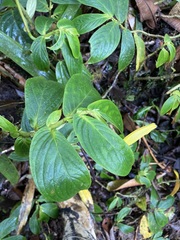 Columnea