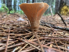 Turbinellus floccosus