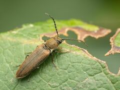 Campylomorphus serricornis