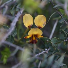 Diuris oraria