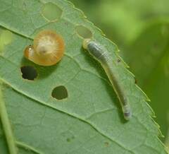 Symphyta