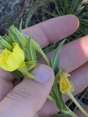 Oenothera parviflora