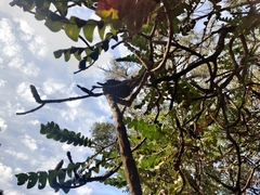 Banksia grandis
