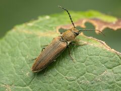 Campylomorphus serricornis