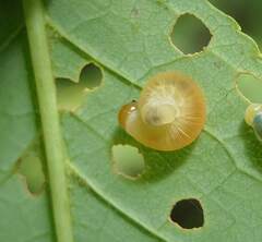 Symphyta