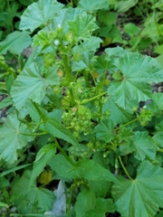 Malva pusilla