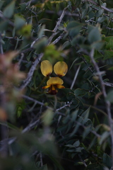 Diuris oraria