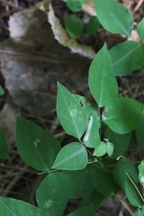 Macrosaccus morrisella