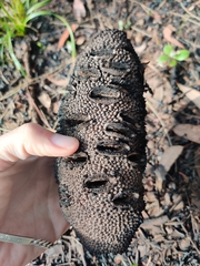 Banksia grandis