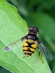 Eristalis transversa