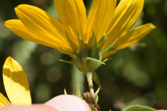 Helianthus strumosus