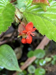 Begonia urticae