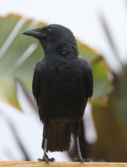 Corvus orru