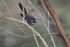 Rhipidura albiscapa