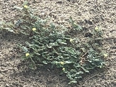 Tribulus terrestris