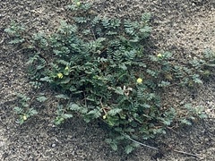 Tribulus terrestris